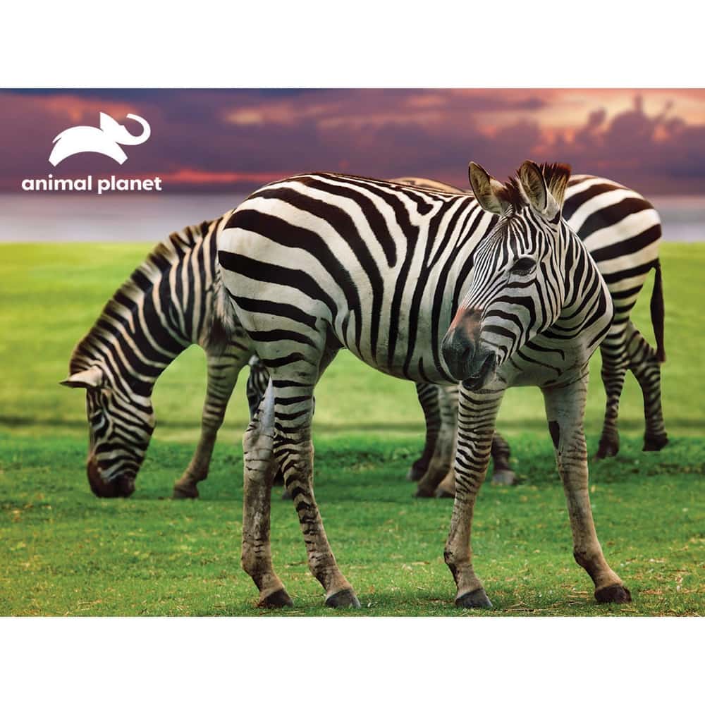 Animal Planet Zebra Plush & Prime 3D Puzzle 48 Pieces 15806 - Image 2