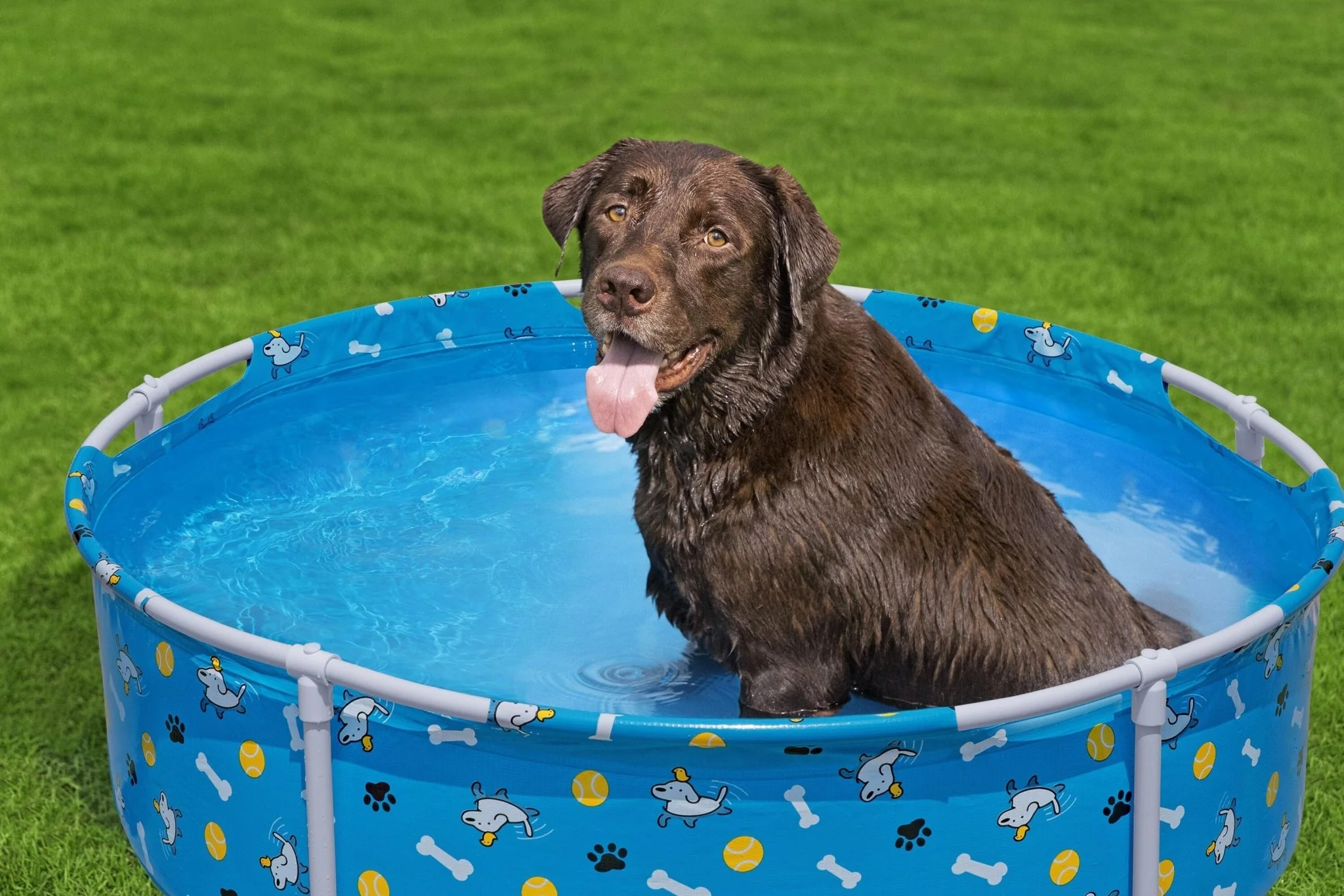Bestway Fetchin Fun Pet Play School 561KM - Image 2