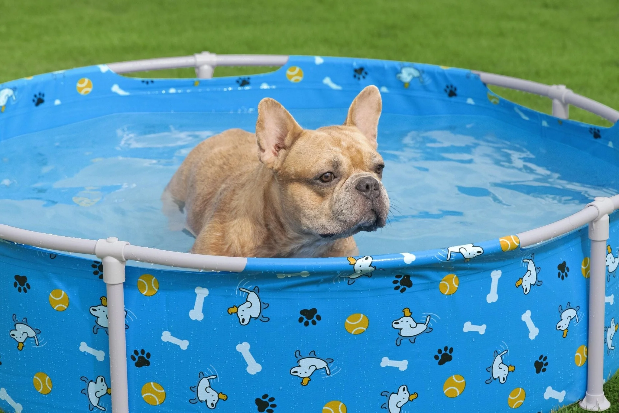 Bestway Fetchin Fun Pet Play School 561KM - Image 4