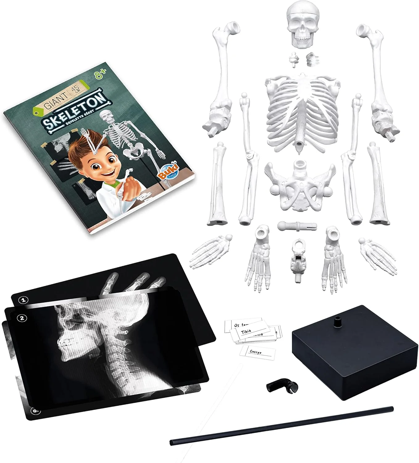 Buki Skeleton 45 cm 2180BK - Image 4