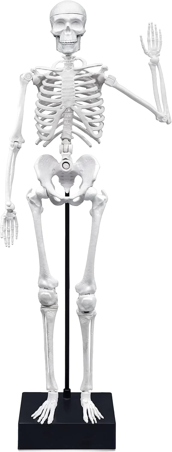 Buki Skeleton 45 cm 2180BK - Image 7