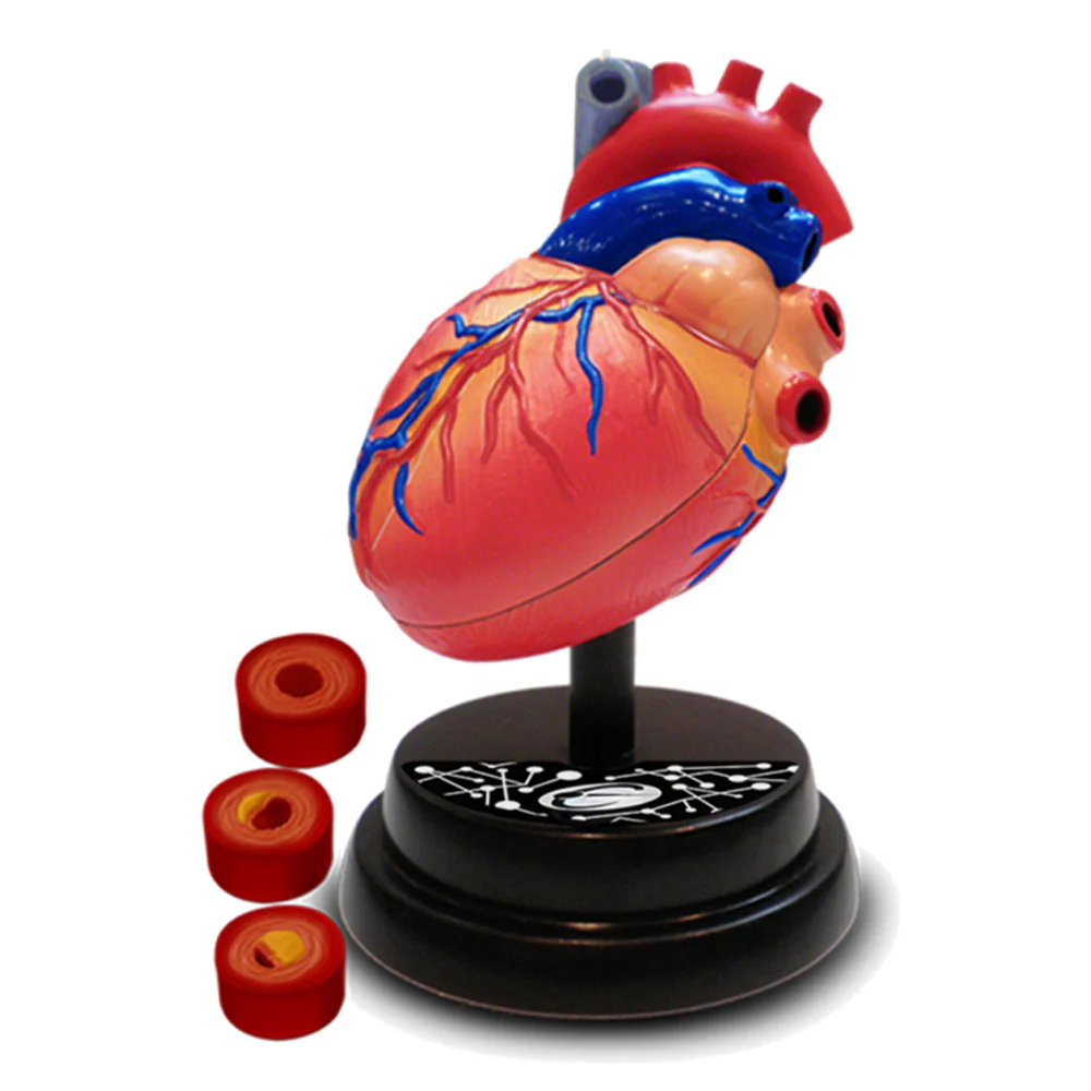 Eastcolight AR Cardiology Professional Model 35004 - Image 3