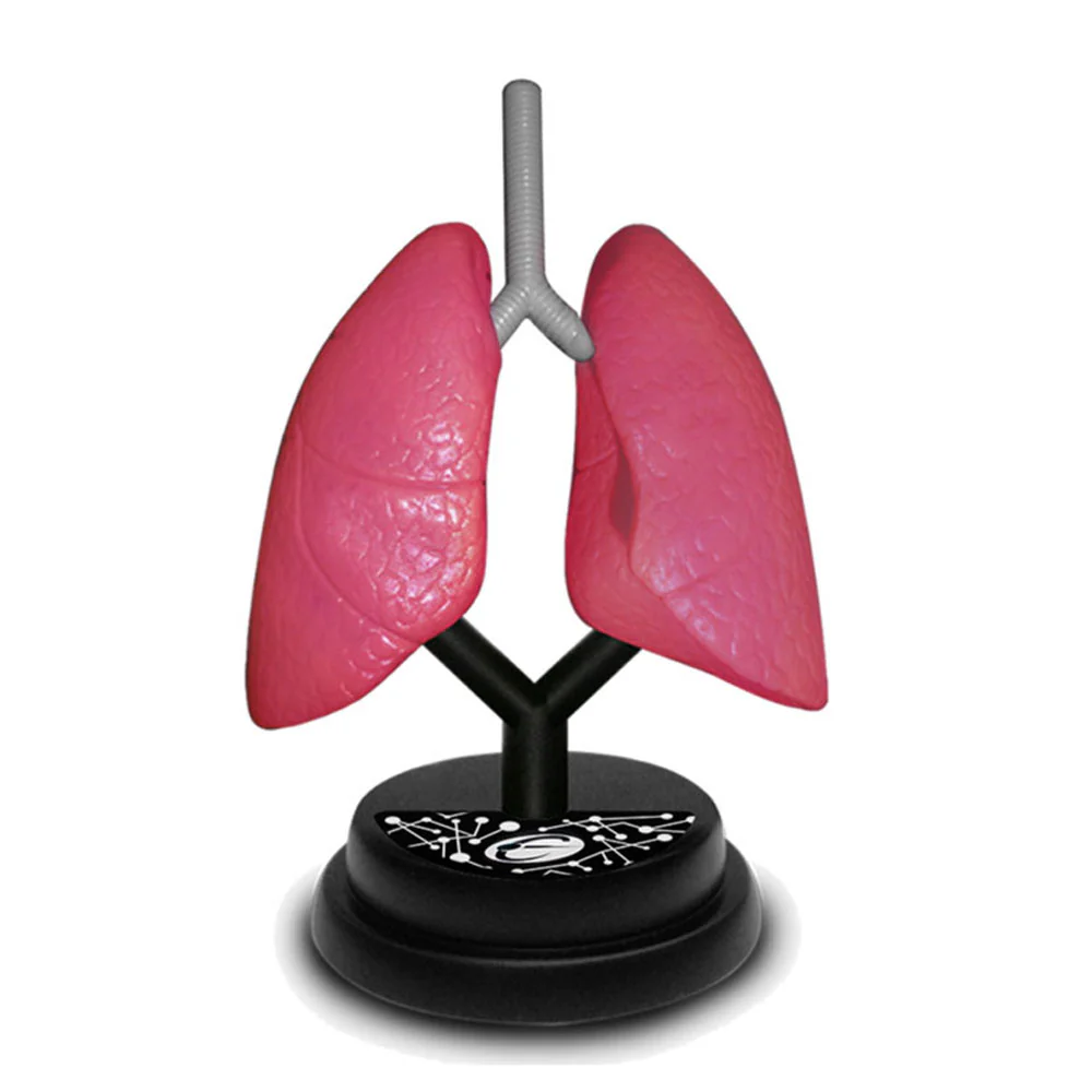 Eastcolight AR Respiratory Professional Model 35005 - Image 3