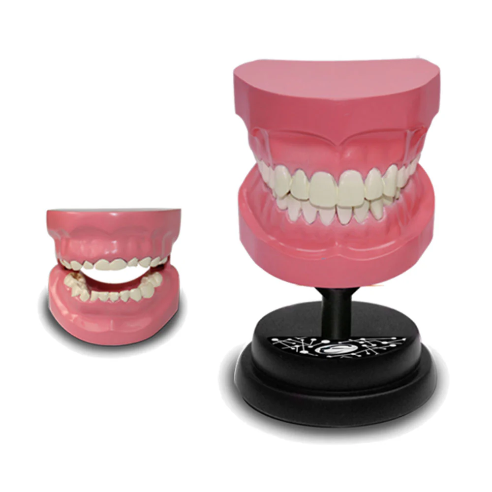 Eastcolight AR Teeth Professional Model 35003 - Image 3