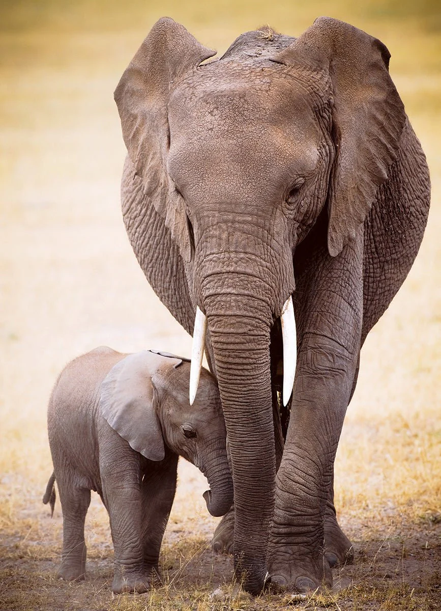 Eurographics Puzzle 1000-Pcs Elephant & Baby 6000-0270 - Image 2