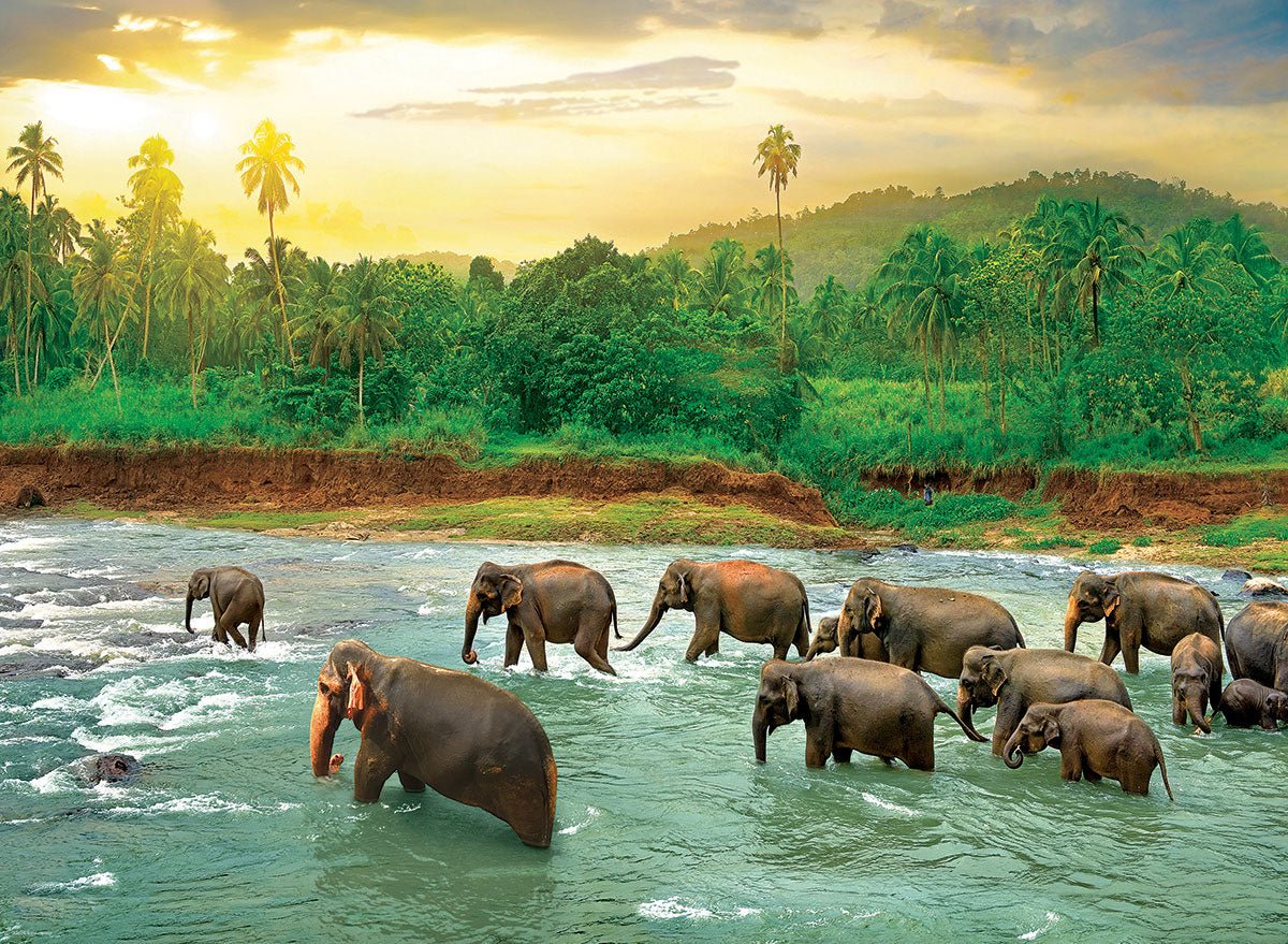 Eurographics Puzzle 1000-Pcs Rainforest 6000-5540 - Image 2