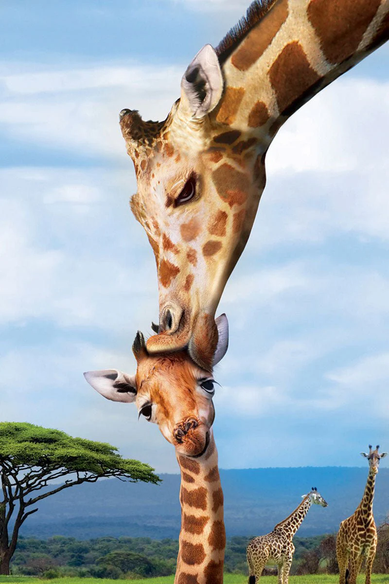 Eurographics Puzzle 250-Pcs Giraffes 8251-0294 - Image 2