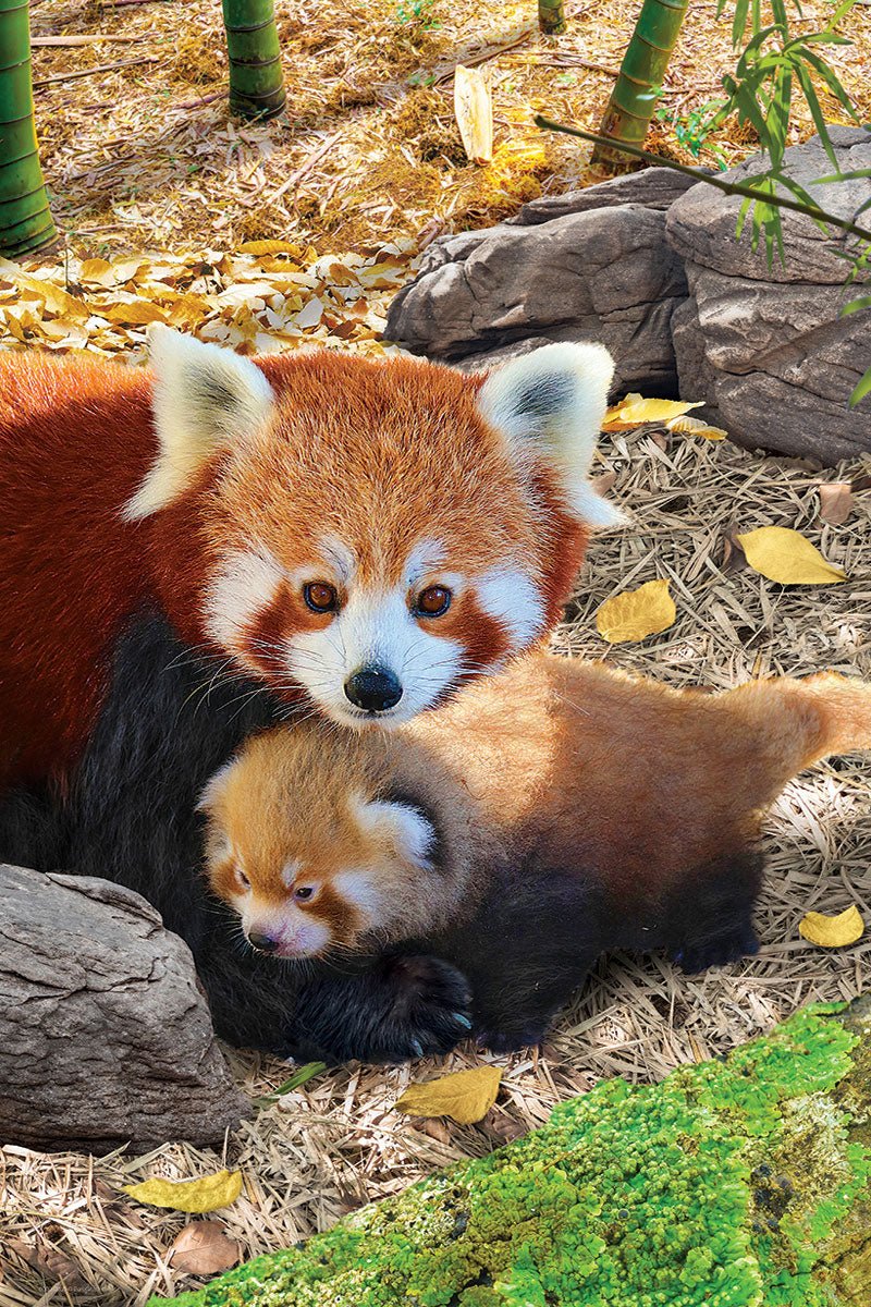 Eurographics Puzzle 250-Pcs Red Pandas 8251-5557 - Image 2