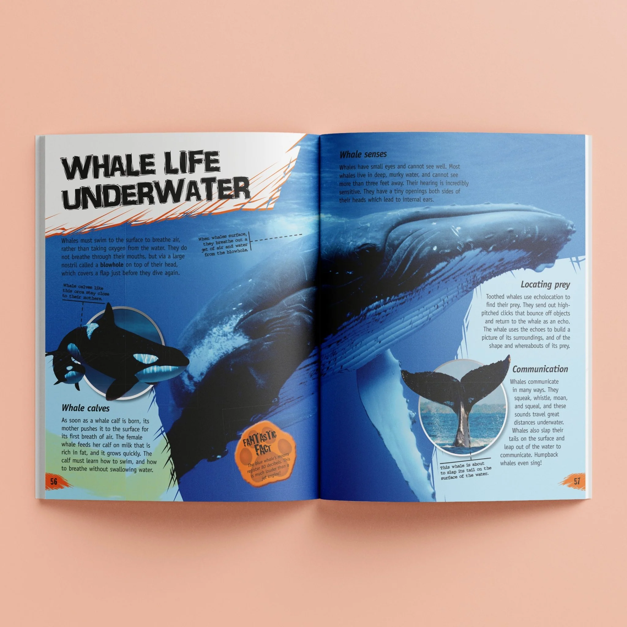 Hinkler Incredible But True: Animals HST00130 - Image 3