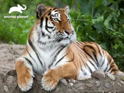 Prime 3D Animal Planet 3D Tiger 500Pcs 10389 - Image 2