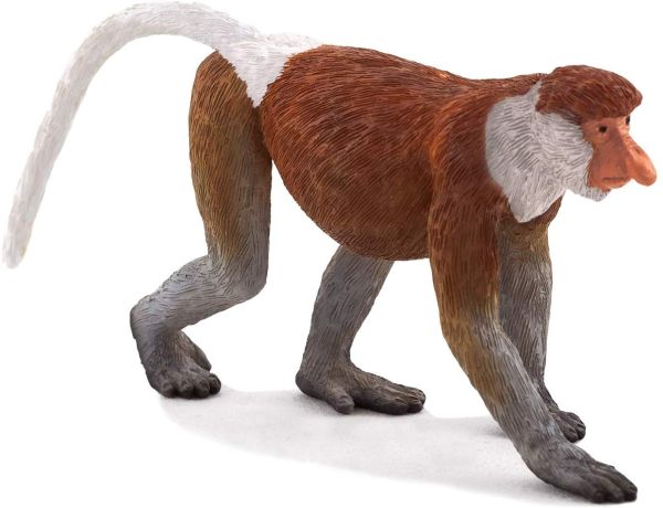 Proboscis Monkey