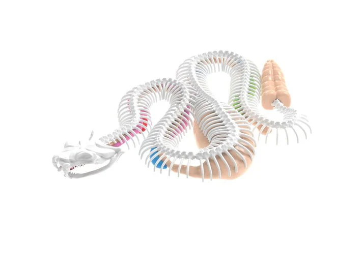 Slimy Lab Dissect It Synthetic Dissection Kit - Rattlesnake 38095 - Image 2