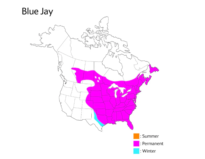 Wild Republic Blue Jay 18225 - Image 2